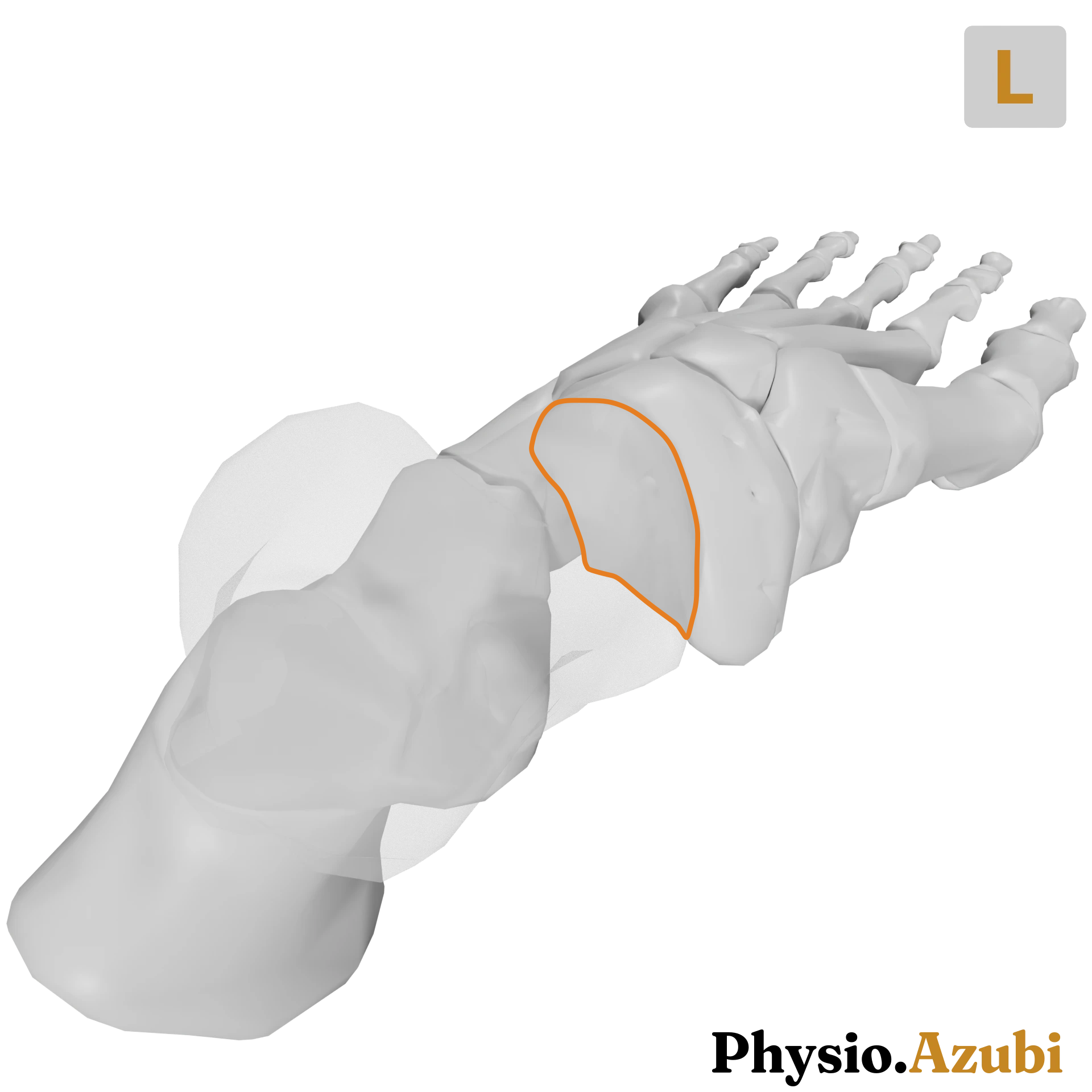 Art. talocalcaneonavicularis