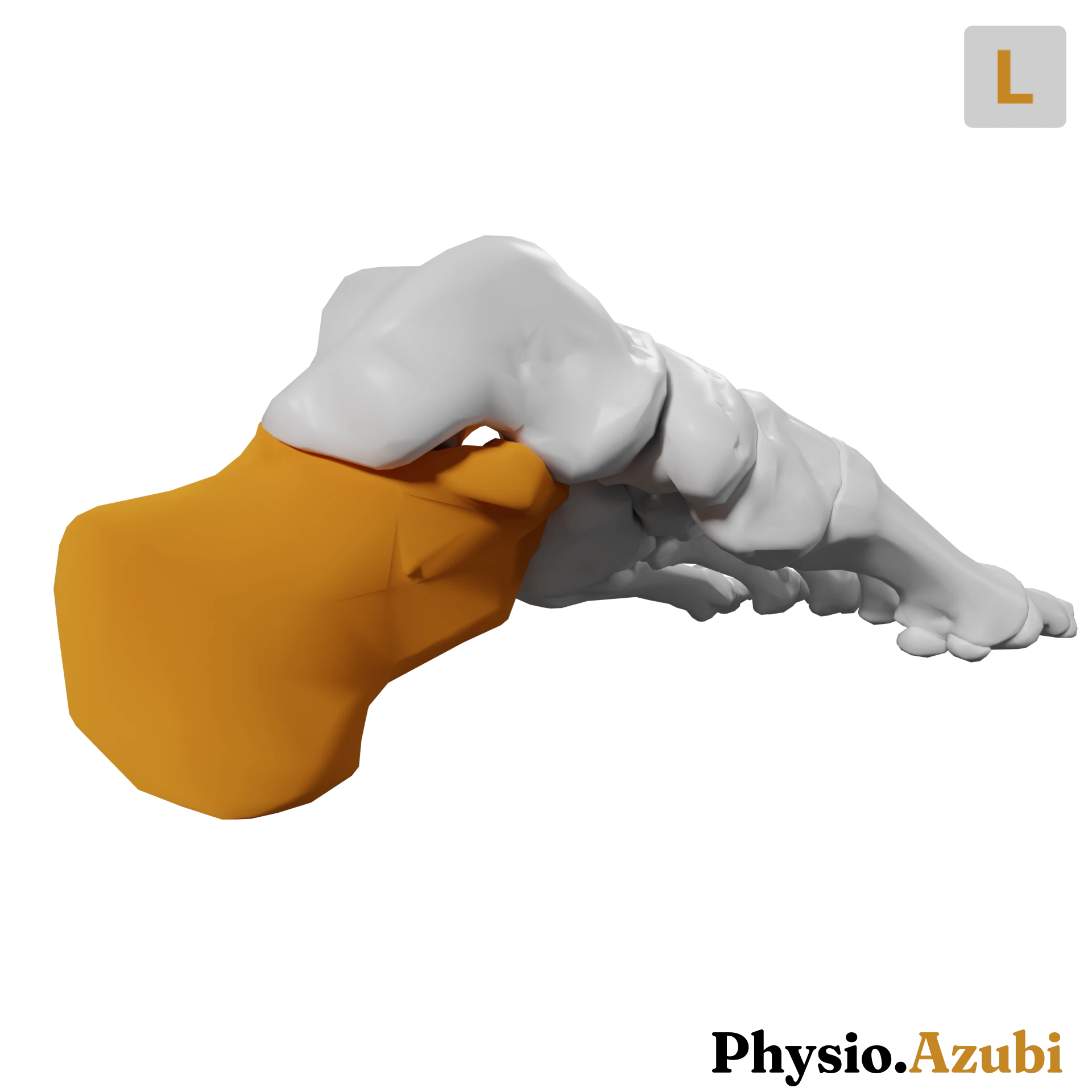 Calcaneus