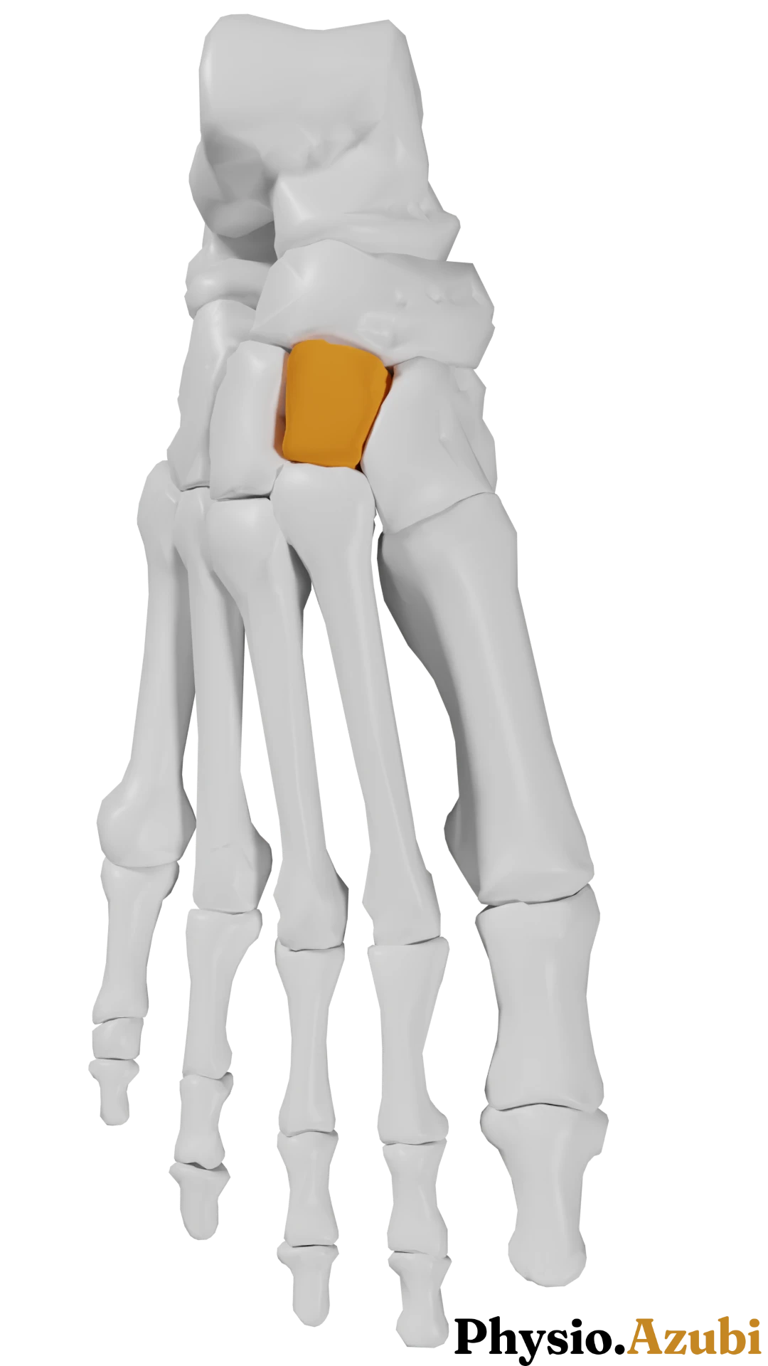 Os cuneiforme intermedium