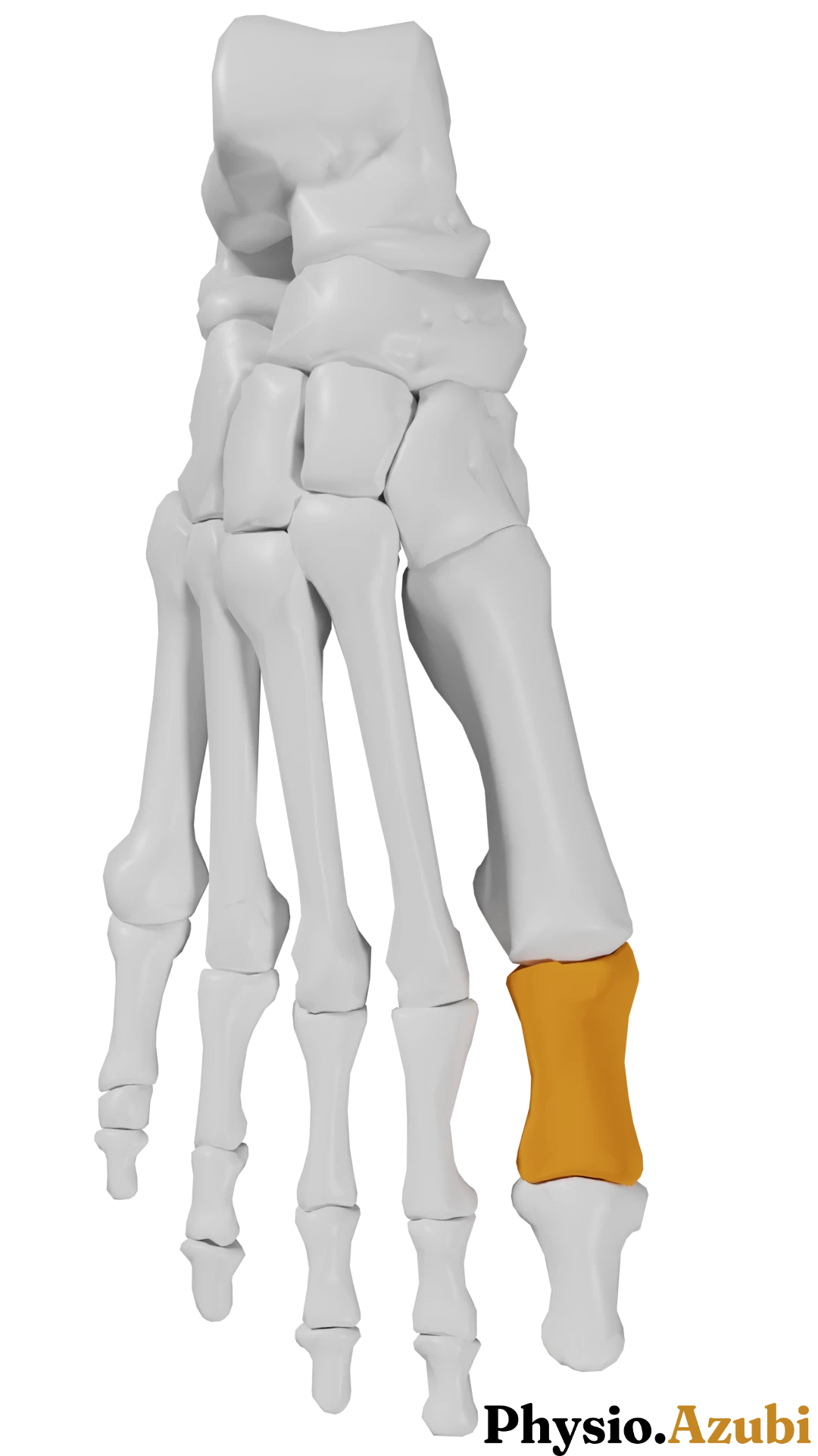 Phalanx proximalis I