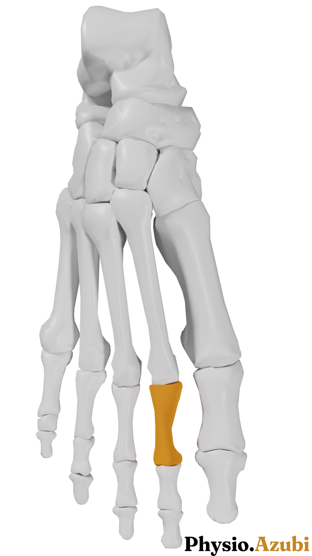 Phalanx proximalis II