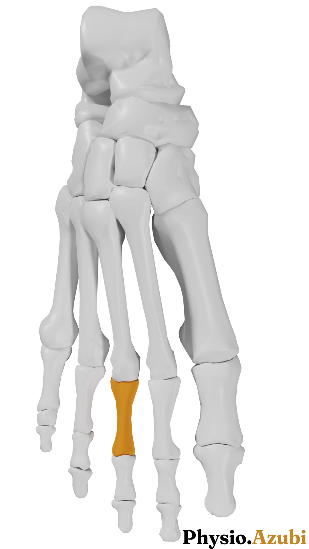 Phalanx proximalis III