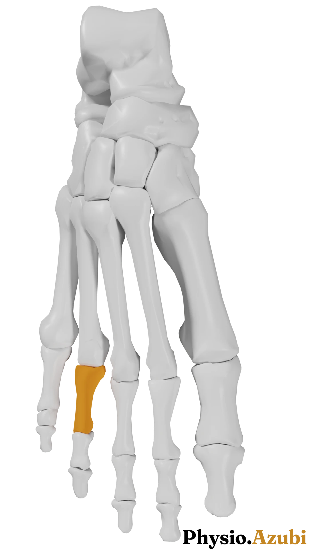 Phalanx proximalis IV