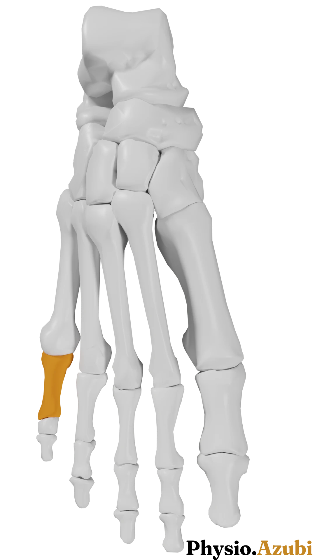 Phalanx proximalis V