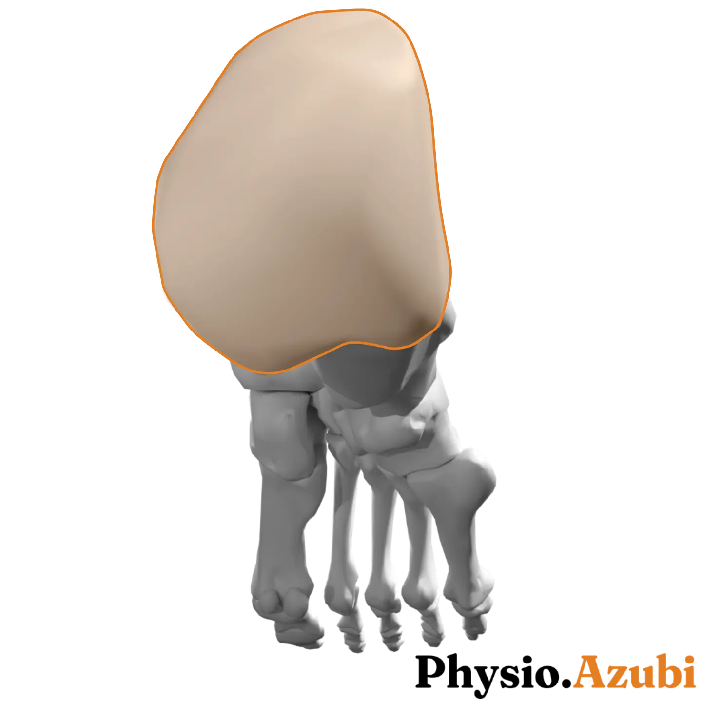 Tuber calcanei plantar