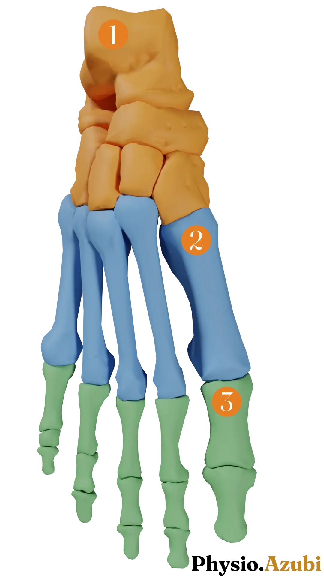 Einteilung Anatomisch