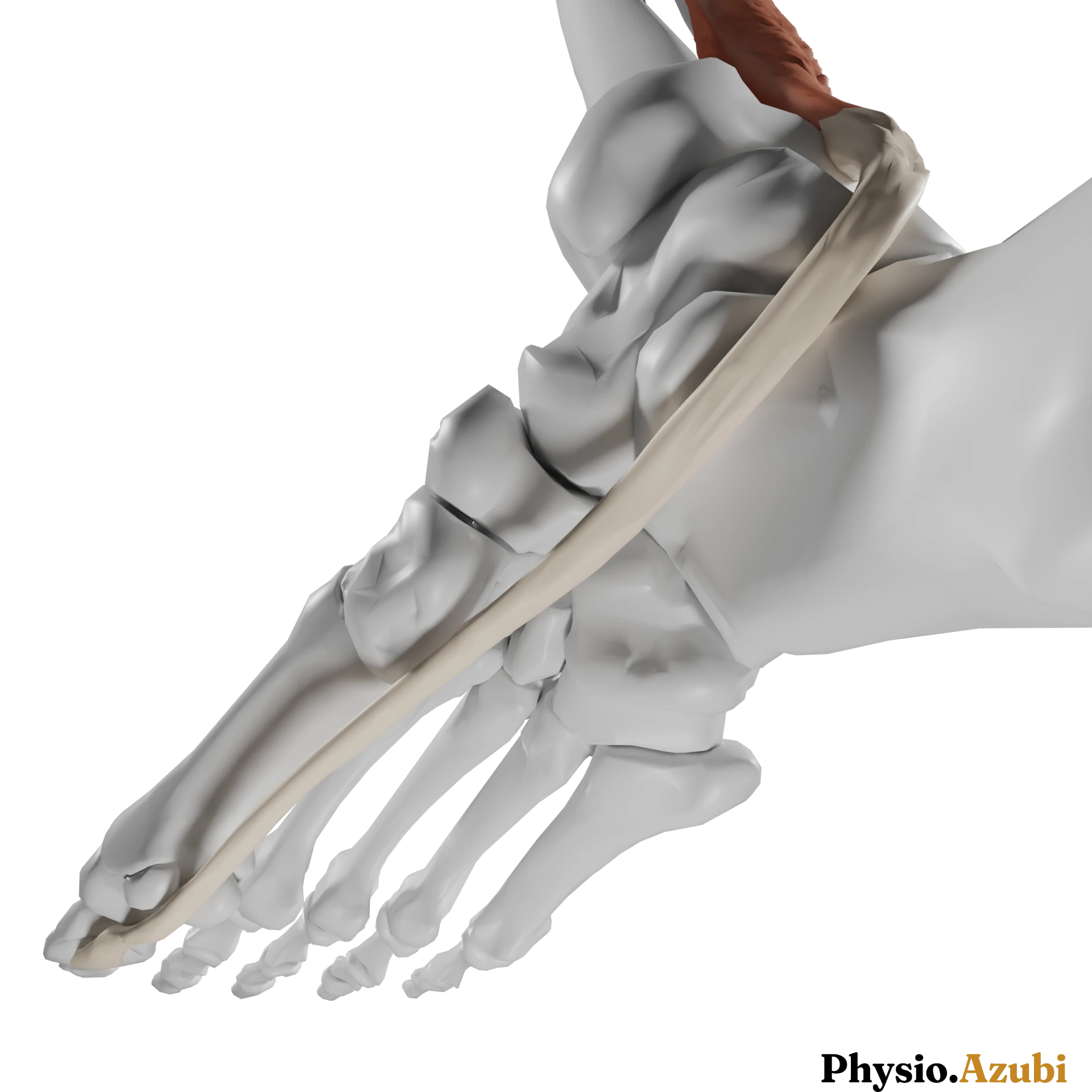 flexor hallucis longus_alt