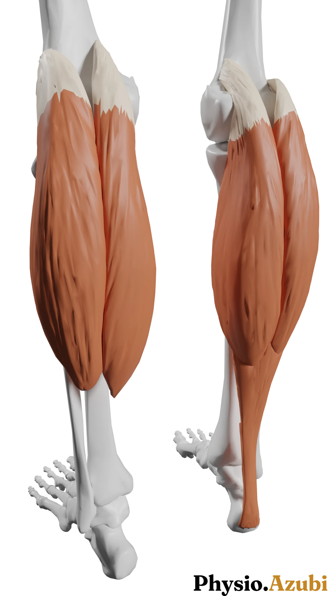 gastrocnemius