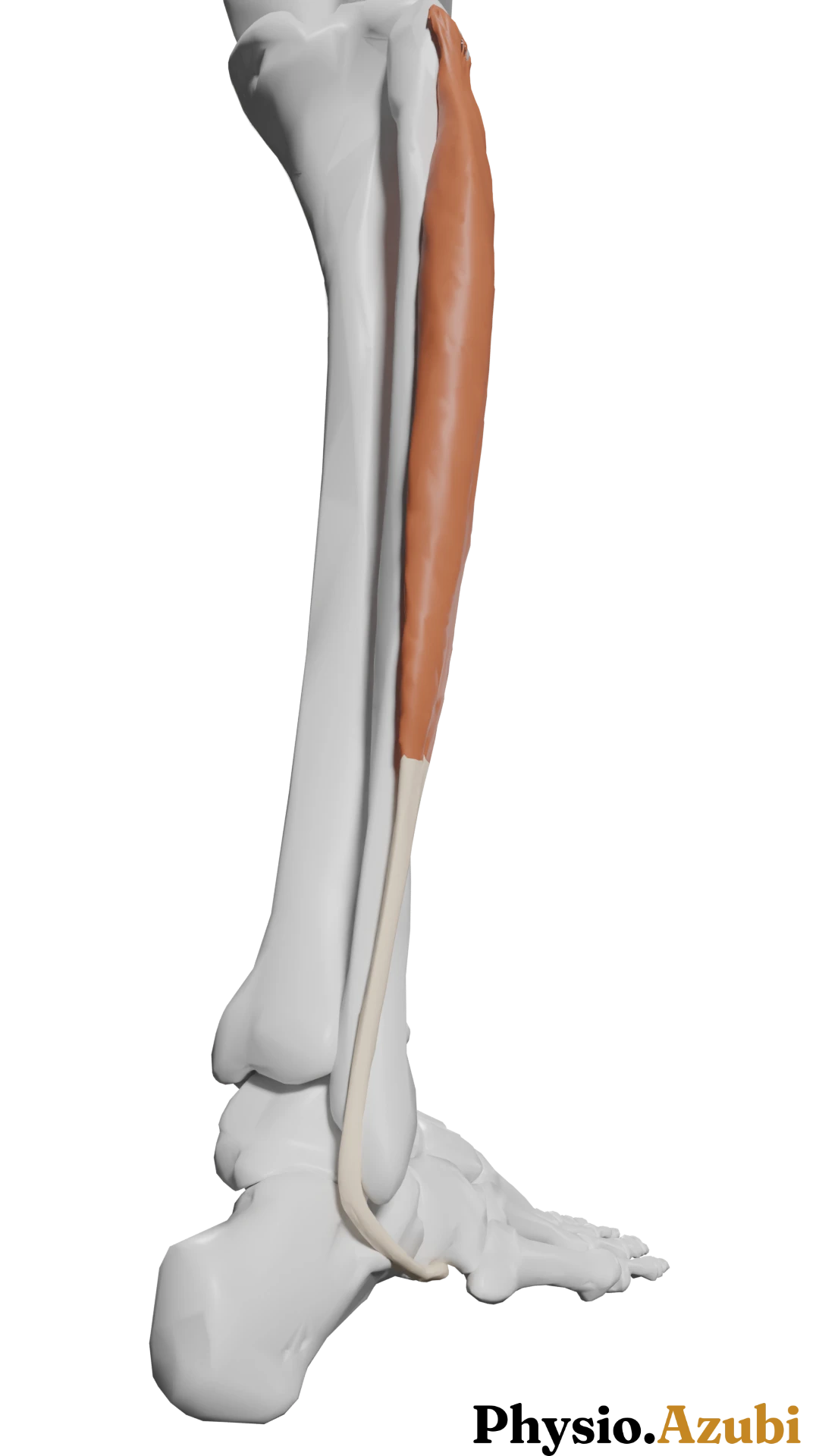 Peroneus longus