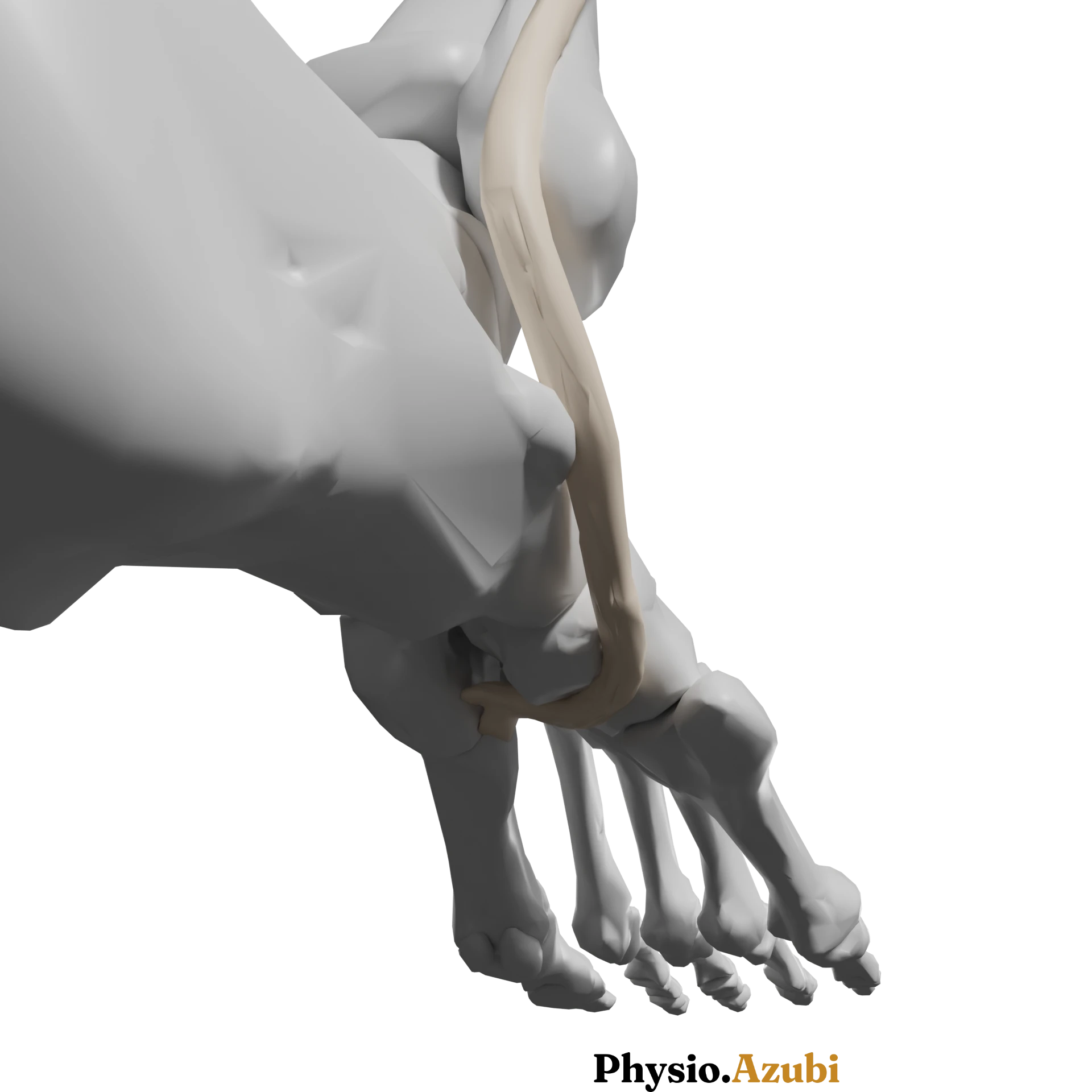 peroneus longus_alt