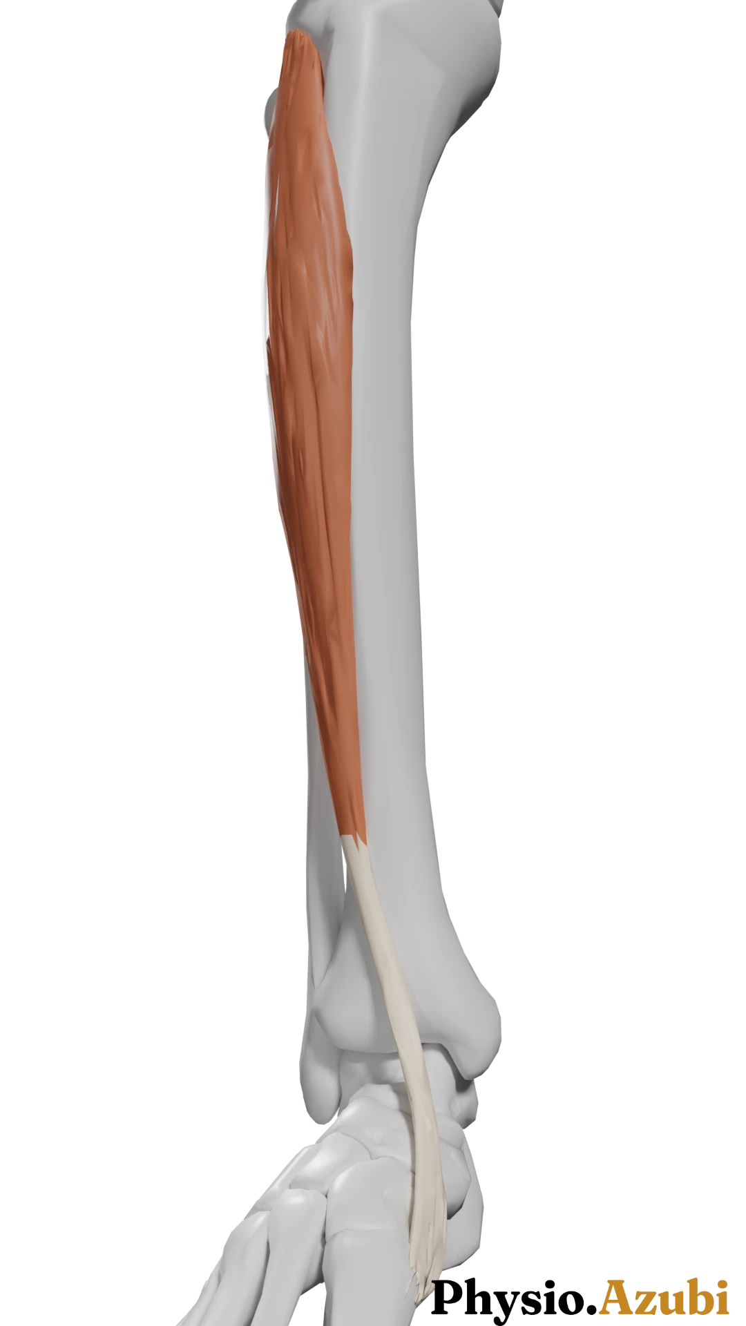 M. tibialis anterior