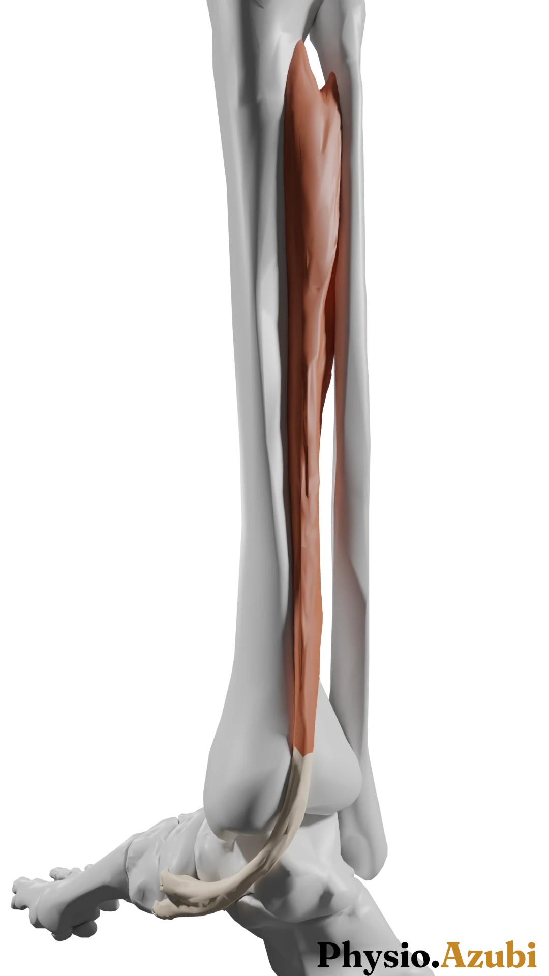 M. tibialis posterior