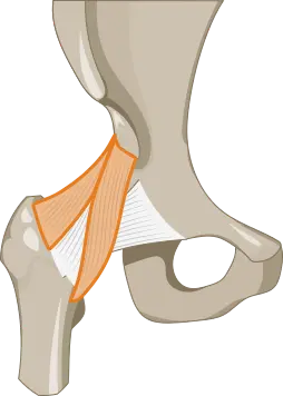 Ligamentum iliofemorale