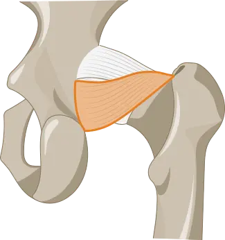 Ligamentum ischiofemorale