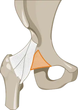 Ligamentum pubofemorale